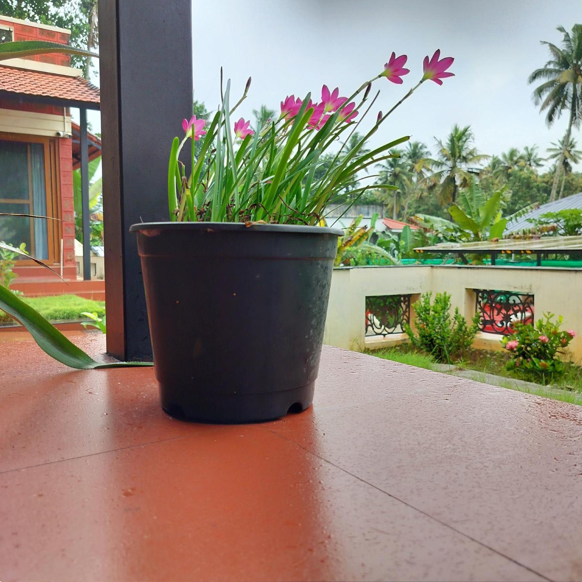 The Ixora - A Boutique Homestay Varkala Luaran gambar